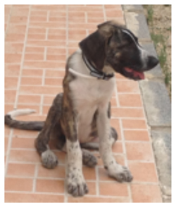 lola 3