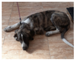 lola 2