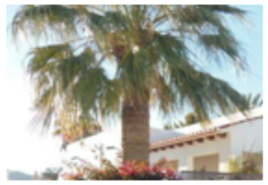 palm
